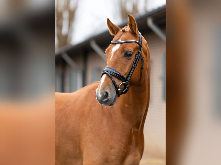 KWPN Caballo castrado 5 años 165 cm Alazán in Dordrecht