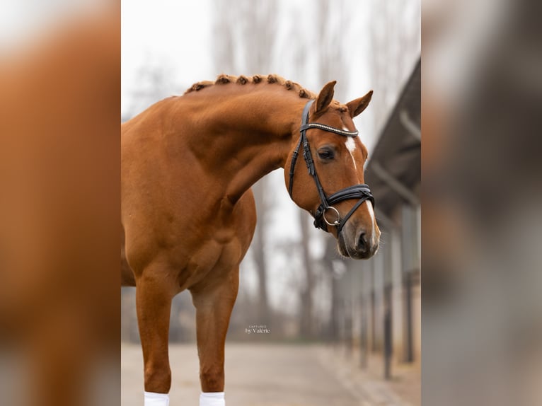 KWPN Caballo castrado 5 años 165 cm Alazán in Dordrecht