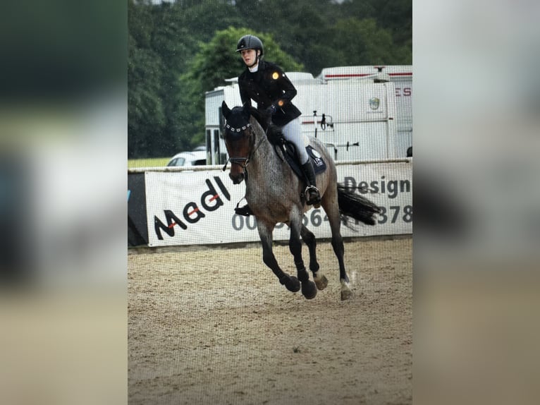 KWPN Caballo castrado 5 años 165 cm in Schladming