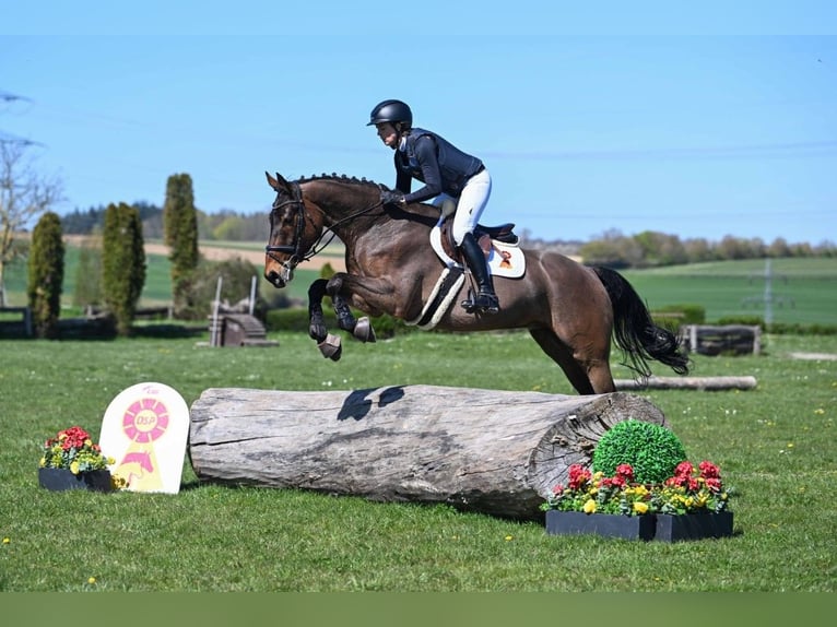 KWPN Caballo castrado 5 años 165 cm Castaño in Gomadingen