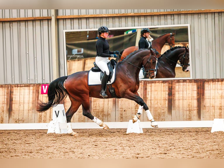 KWPN Caballo castrado 5 años 165 cm Castaño in Lathum