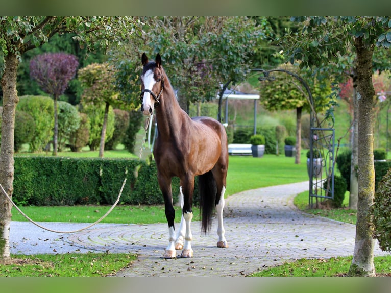 KWPN Caballo castrado 5 años 165 cm Castaño in Kamnik