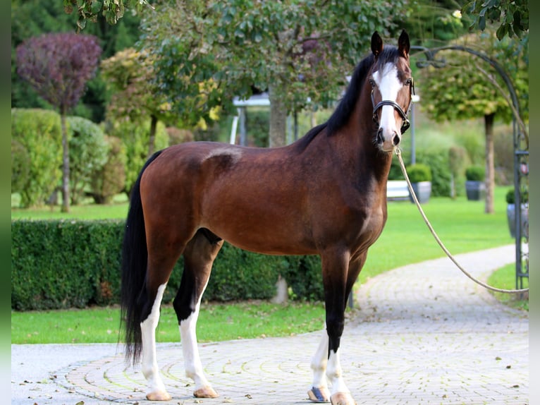 KWPN Caballo castrado 5 años 165 cm Castaño in Kamnik