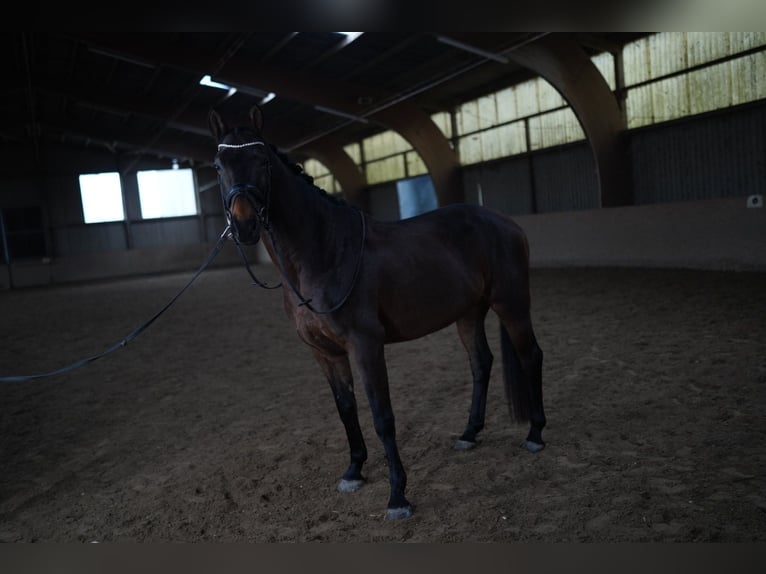 KWPN Caballo castrado 5 años 165 cm Castaño oscuro in Nidda