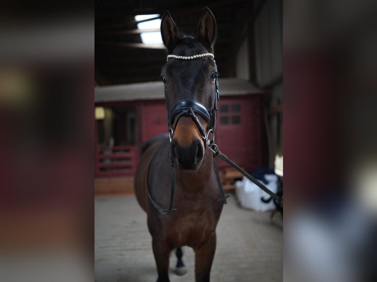 KWPN Caballo castrado 5 años 165 cm Castaño oscuro in Nidda