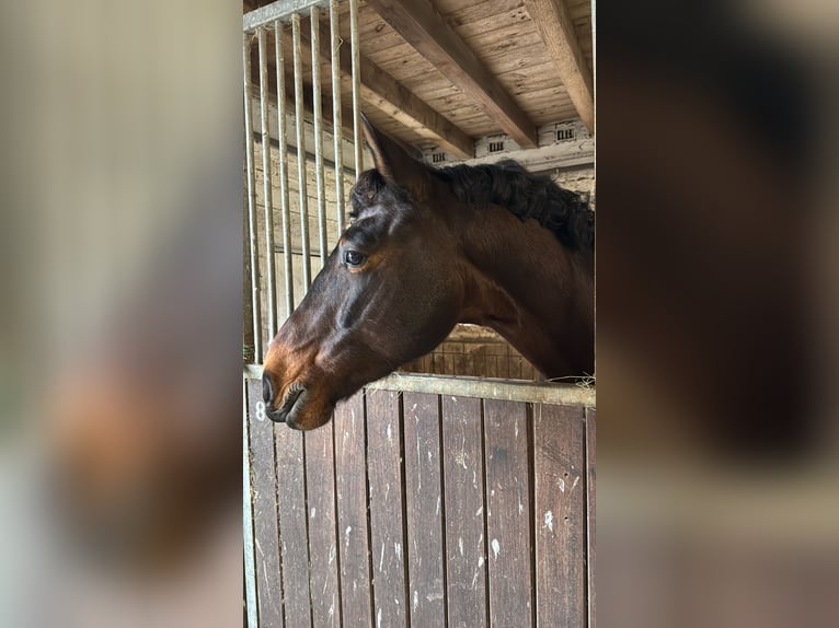 KWPN Caballo castrado 5 años 165 cm Castaño oscuro in Nidda