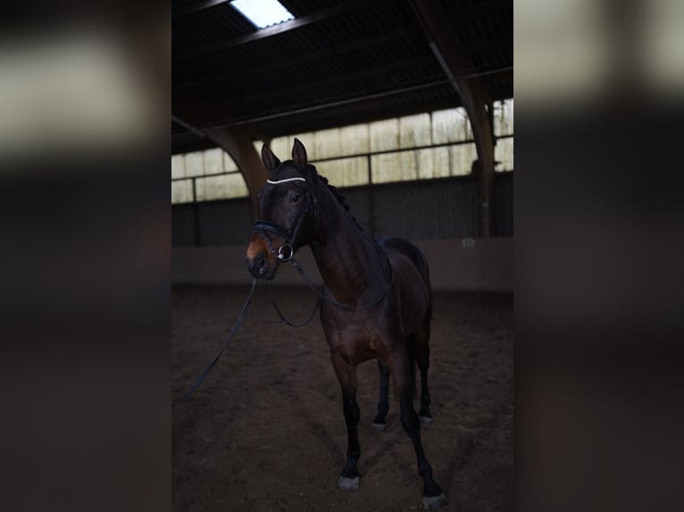 KWPN Caballo castrado 5 años 165 cm Castaño oscuro in Nidda