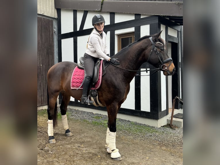 KWPN Caballo castrado 5 años 165 cm Castaño oscuro in Nidda