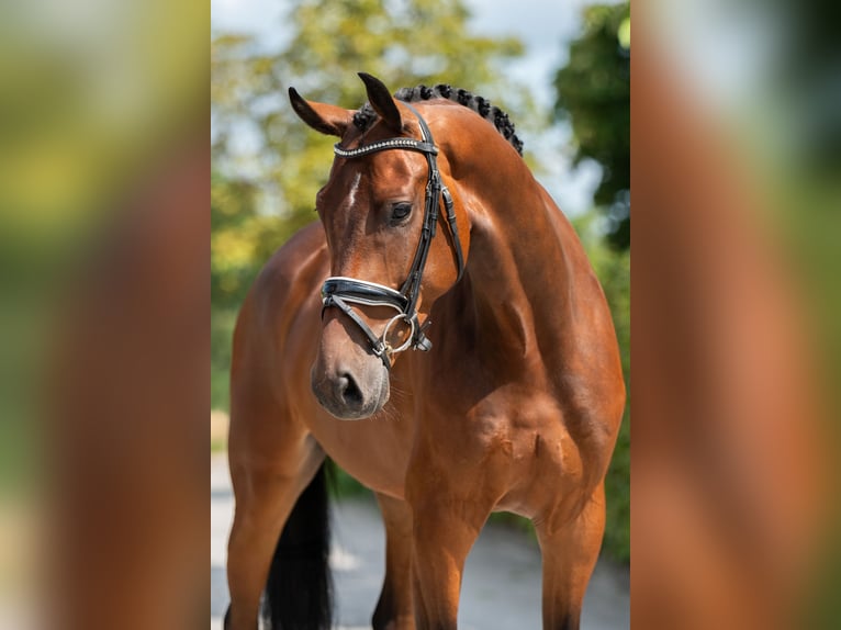 KWPN Caballo castrado 5 años 165 cm Castaño rojizo in Weert