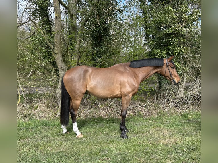 KWPN Caballo castrado 5 años 165 cm Castaño rojizo in Walsham le willows