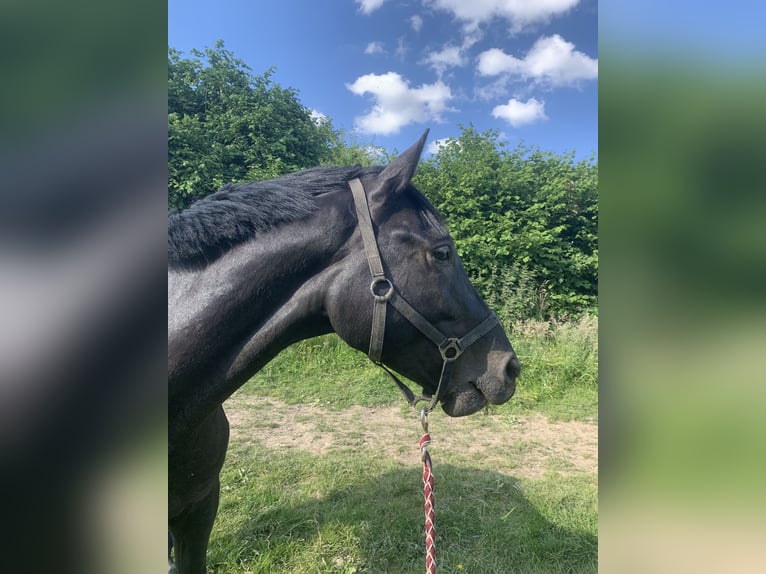 KWPN Caballo castrado 5 años 165 cm Negro in Oetingen