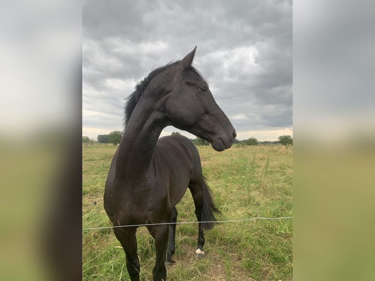 KWPN Caballo castrado 5 años 165 cm Negro in Oetingen