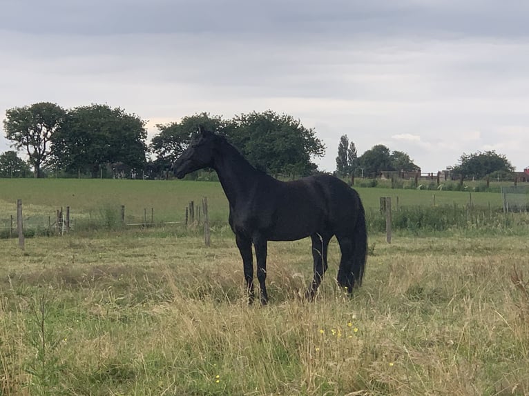 KWPN Caballo castrado 5 años 165 cm Negro in Oetingen