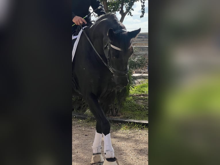 KWPN Caballo castrado 5 años 165 cm Negro in Urtajo (Urbanizacion)