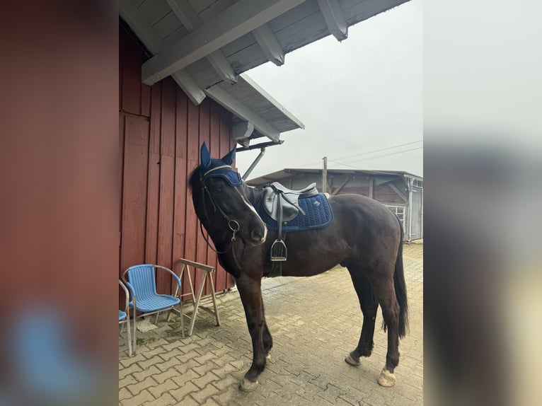 KWPN Caballo castrado 5 años 165 cm Negro in Gaienhofen