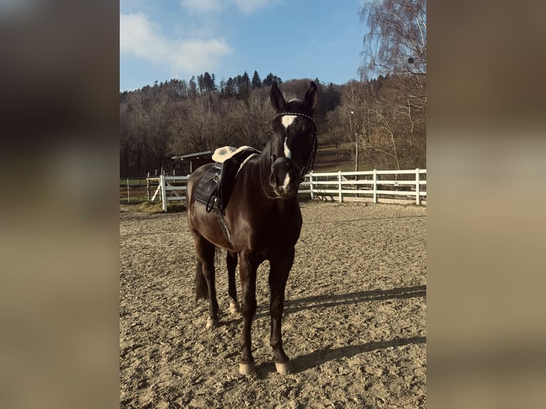 KWPN Caballo castrado 5 años 165 cm Negro in Gaienhofen