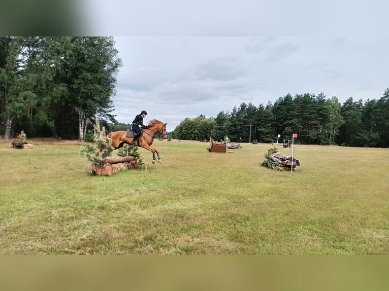 KWPN Caballo castrado 5 años 166 cm Alazán in Dziemiany
