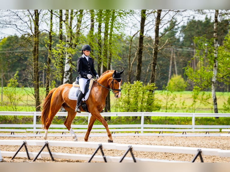 KWPN Caballo castrado 5 años 166 cm Alazán in Dziemiany