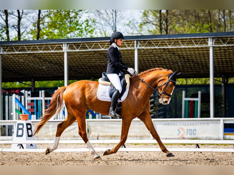 KWPN Caballo castrado 5 años 166 cm Alazán in Dziemiany