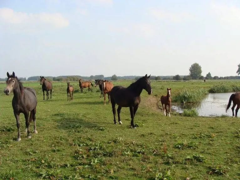 KWPN Caballo castrado 5 años 167 cm Castaño in Diepenveen