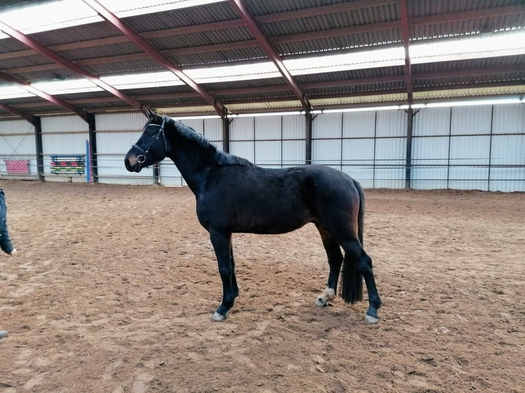 KWPN Caballo castrado 5 años 167 cm Castaño in Diepenveen