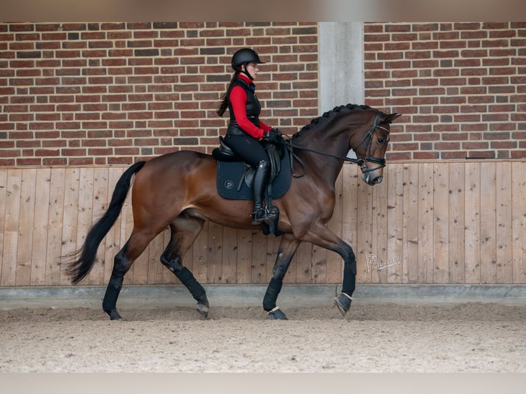 KWPN Caballo castrado 5 años 167 cm Castaño in Goch