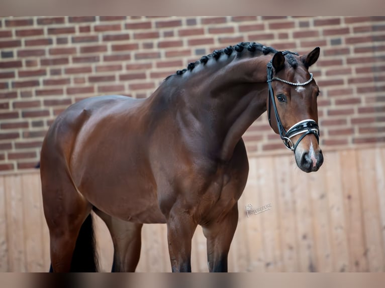 KWPN Caballo castrado 5 años 167 cm Castaño in Goch