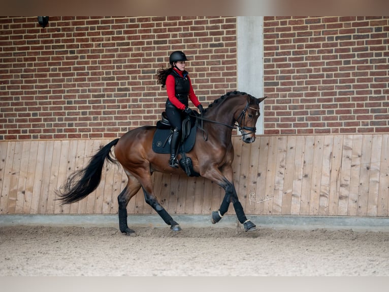 KWPN Caballo castrado 5 años 167 cm Castaño in Goch