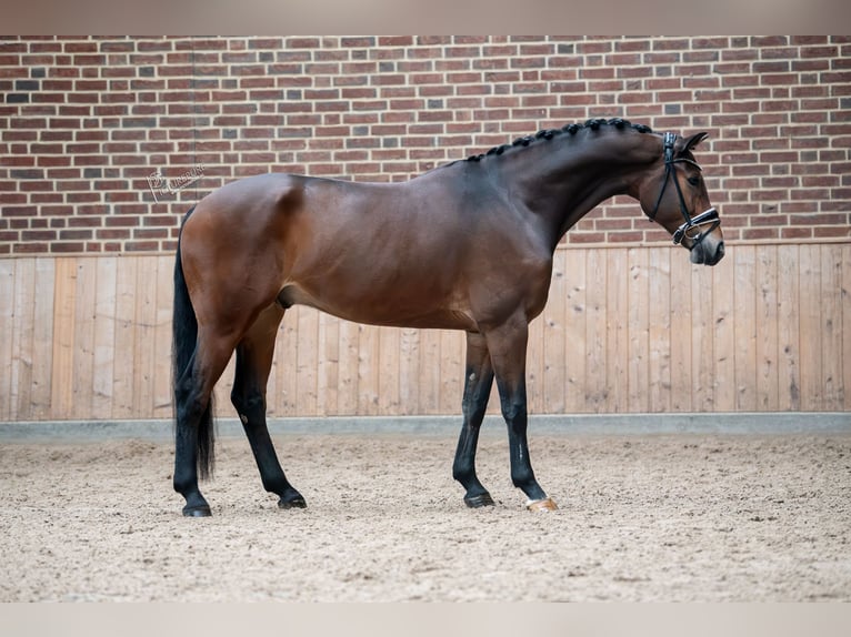 KWPN Caballo castrado 5 años 167 cm Castaño in Goch