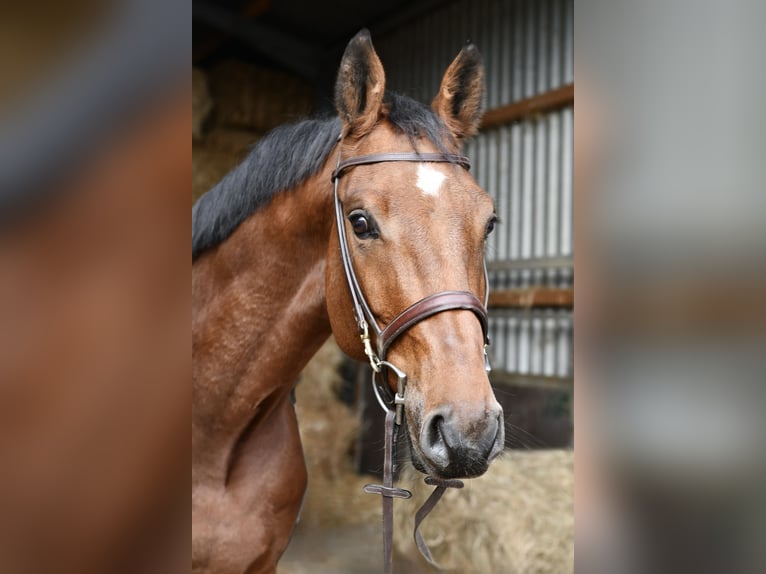 KWPN Caballo castrado 5 años 167 cm Castaño in Geilenkirchen