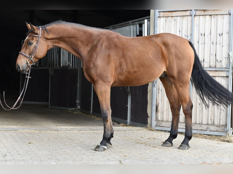 KWPN Caballo castrado 5 años 167 cm Castaño in Geilenkirchen