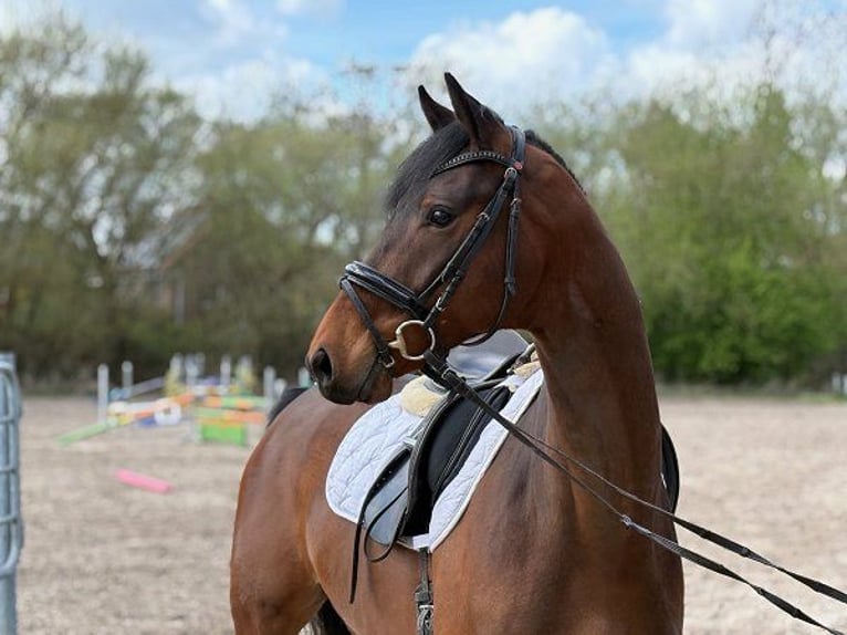 KWPN Caballo castrado 5 años 167 cm Castaño oscuro in Verden (Aller)