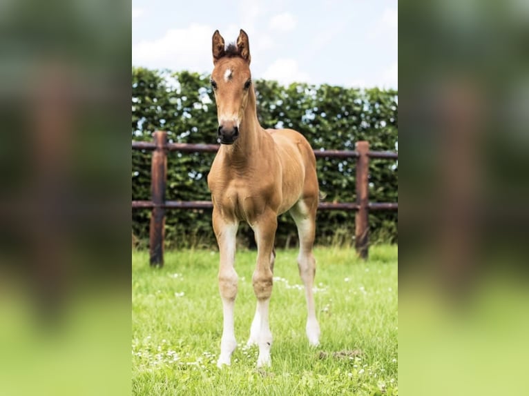 KWPN Caballo castrado 5 años 167 cm Castaño oscuro in Hem