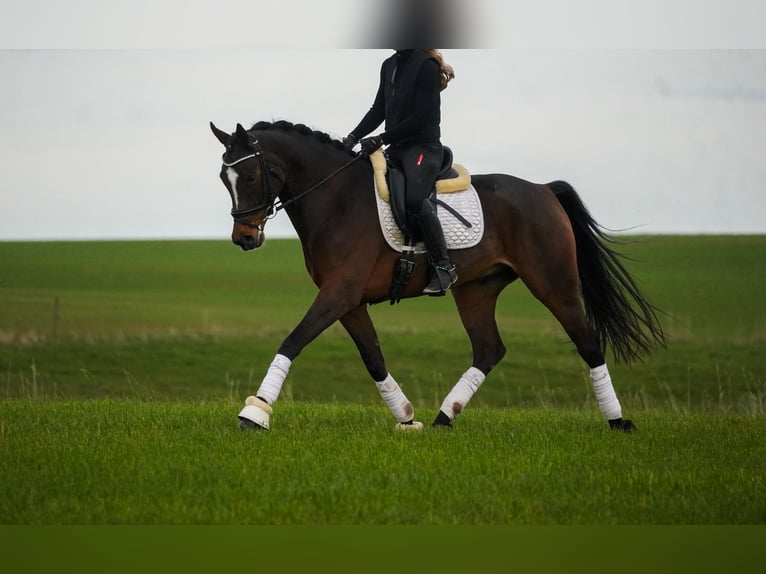 KWPN Caballo castrado 5 años 167 cm Morcillo in Nettersheim