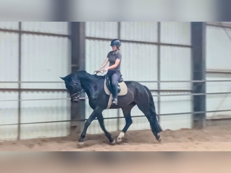 KWPN Caballo castrado 5 años 167 cm Morcillo in DiepenveenD