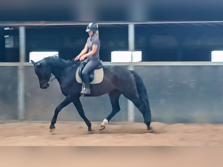 KWPN Caballo castrado 5 años 167 cm Morcillo in DiepenveenD