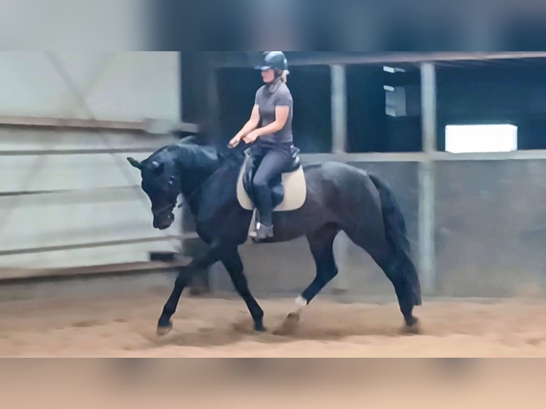 KWPN Caballo castrado 5 años 167 cm Morcillo in DiepenveenD