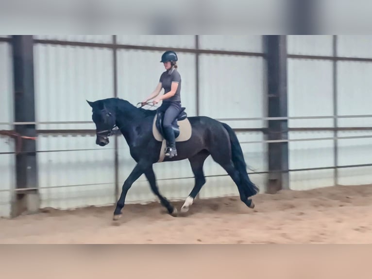 KWPN Caballo castrado 5 años 167 cm Morcillo in DiepenveenD