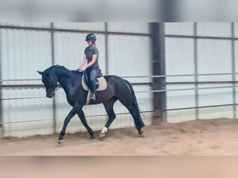 KWPN Caballo castrado 5 años 167 cm Morcillo in DiepenveenD