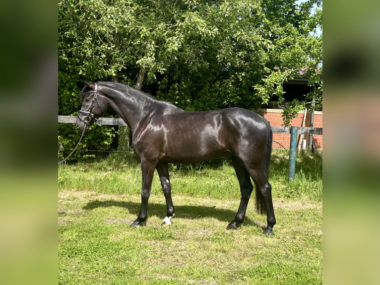 KWPN Caballo castrado 5 años 167 cm Negro in Nordhorn
