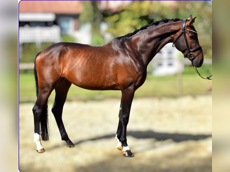 KWPN Caballo castrado 5 años 168 cm Castaño in Neuss