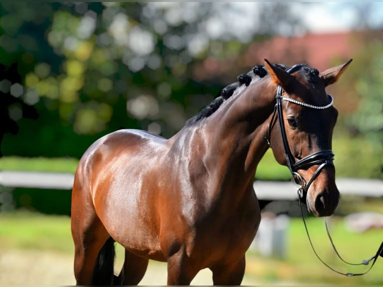 KWPN Caballo castrado 5 años 168 cm Castaño in Neuss