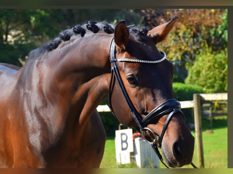 KWPN Caballo castrado 5 años 168 cm Castaño in Neuss