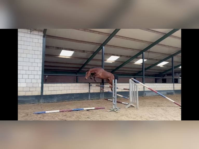 KWPN Caballo castrado 5 años 168 cm Castaño in Messel