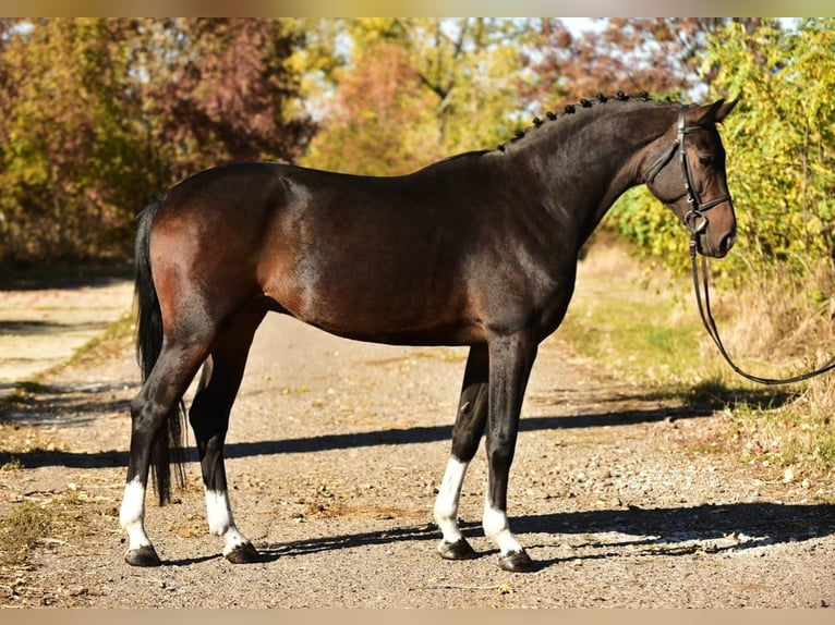 KWPN Caballo castrado 5 años 168 cm Castaño in Debrecen