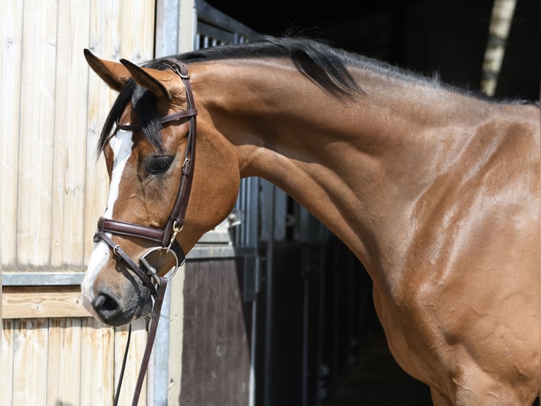 KWPN Caballo castrado 5 años 168 cm Castaño in Geilenkirchen