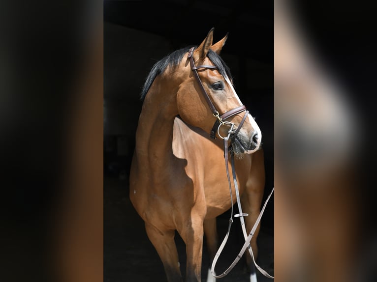 KWPN Caballo castrado 5 años 168 cm Castaño in Geilenkirchen