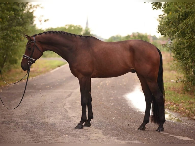 KWPN Caballo castrado 5 años 168 cm Castaño oscuro in Bekesszentandrás