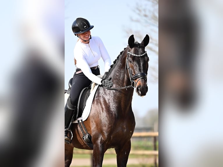 KWPN Caballo castrado 5 años 168 cm Castaño oscuro in Peer