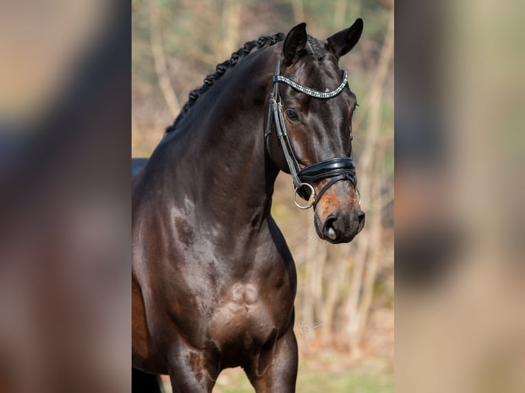 KWPN Caballo castrado 5 años 168 cm Castaño oscuro in Peer
